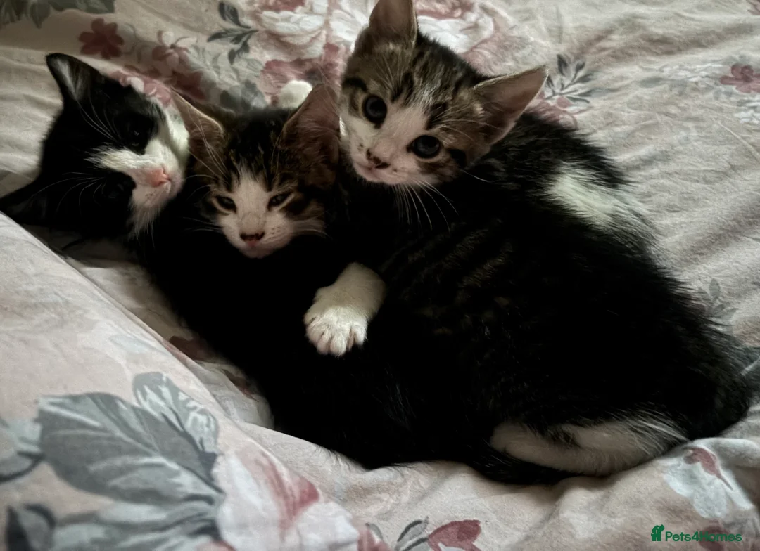 Mixed Breed cats for sale: Mixed breed - Advert 5