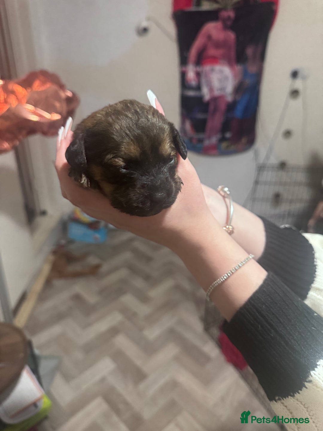 Mixed Breed dogs for sale: Rottweiler cross puppies - Advert 7