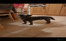 Miniature Schnauzer dogs for sale: KC Reg Miniature Schnauzer Puppies - Image 9