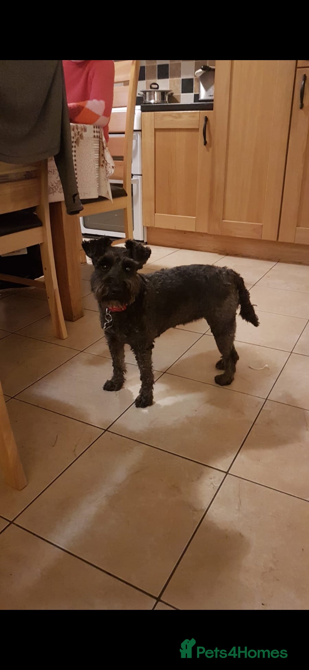 Miniature Schnauzer dogs for sale: KC Reg Miniature Schnauzer Puppies - Image 9