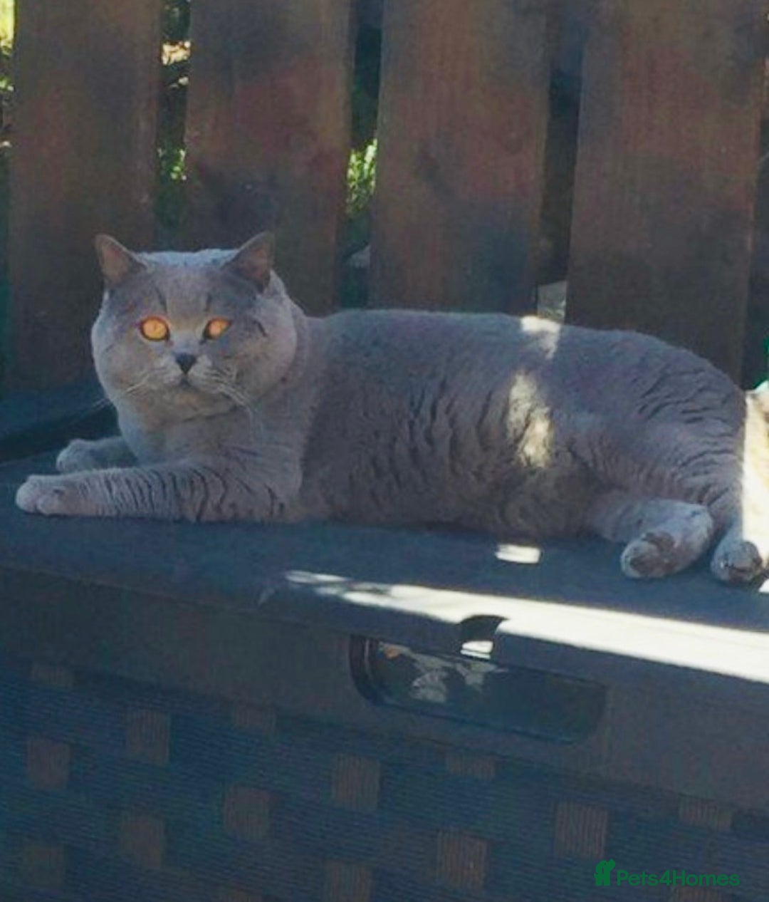British Shorthair cats for stud: 💙 GCCF & TICA STUD DERBYSHIRE 💙 in Derby - Image 6