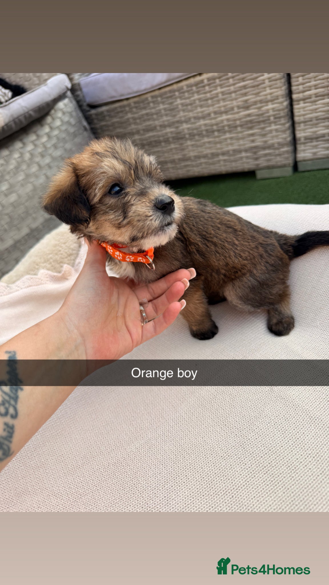 Mixed Breed dogs for sale: Whoodle puppies  - Advert 14