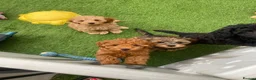 Cavapoo dogs for sale: 1 stunning girl F1b toy-Cavapoo DNA Tested lines  - Advert 14