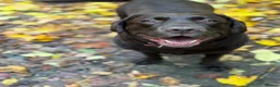 Labrador Retriever dogs for sale: Gorgeous Black Labrador Puppies  in Banstead - Advert 3