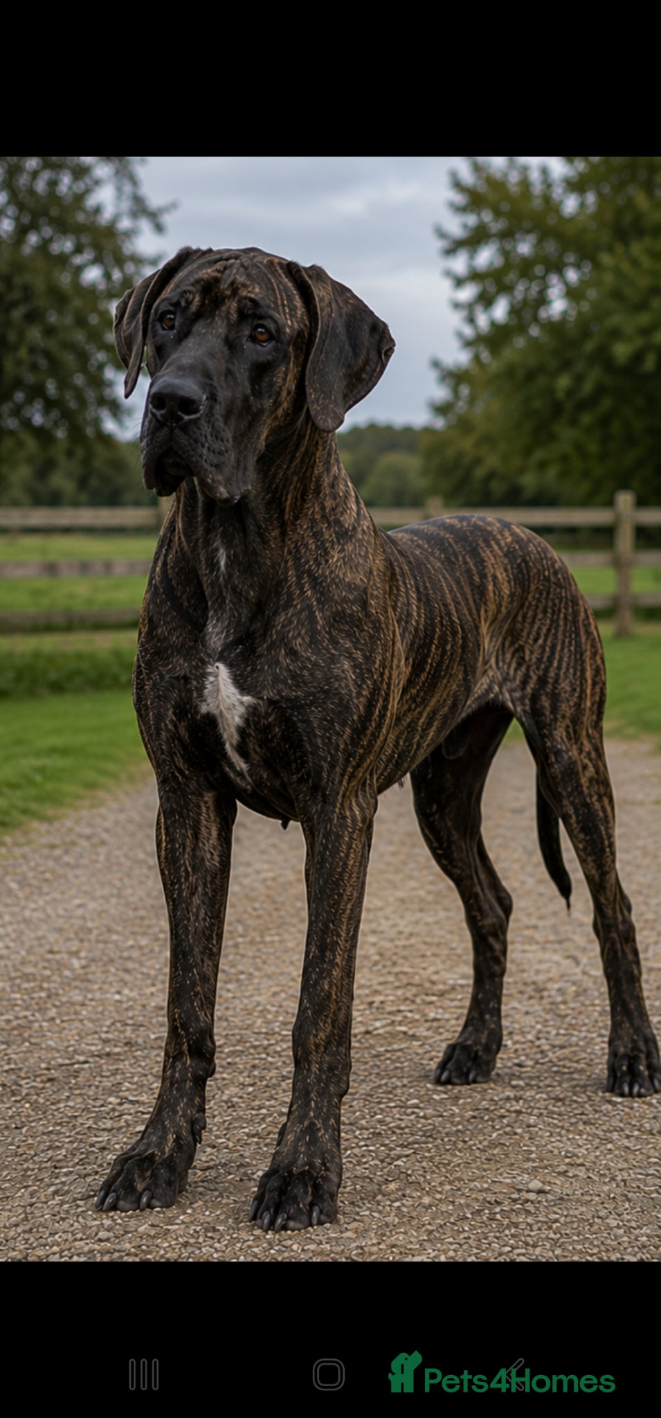 Great Dane dogs 💛 Beautiful Brindle Great Dane Female 💛 - Advert 1