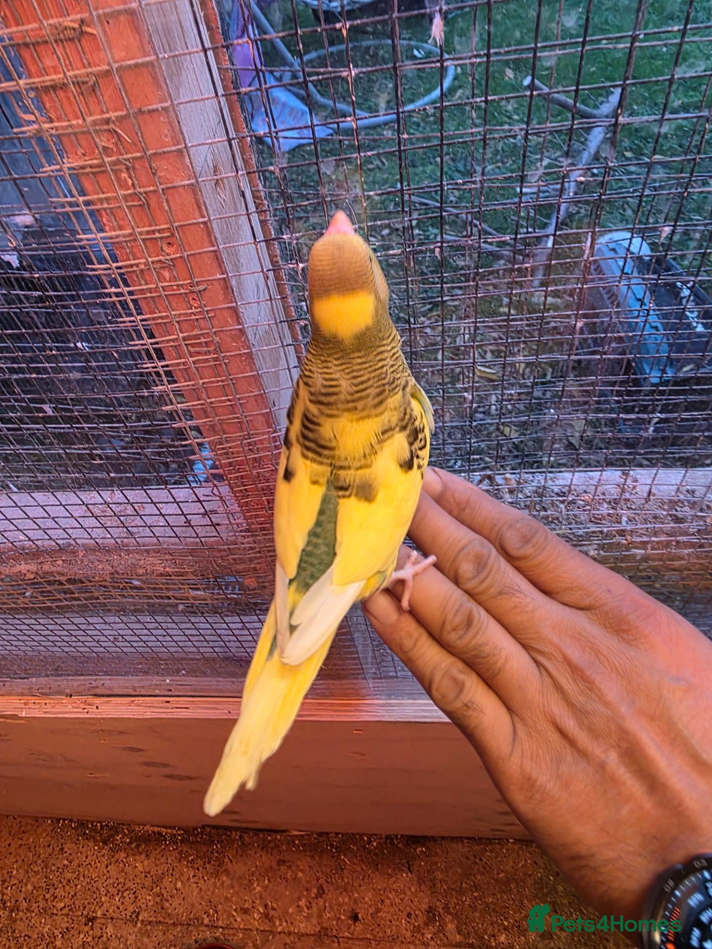 Budgerigars birds for sale: Budgies  - Advert 1