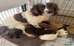 Cockapoo dogs for sale: F1 Cockapoo puppies  - Image 11