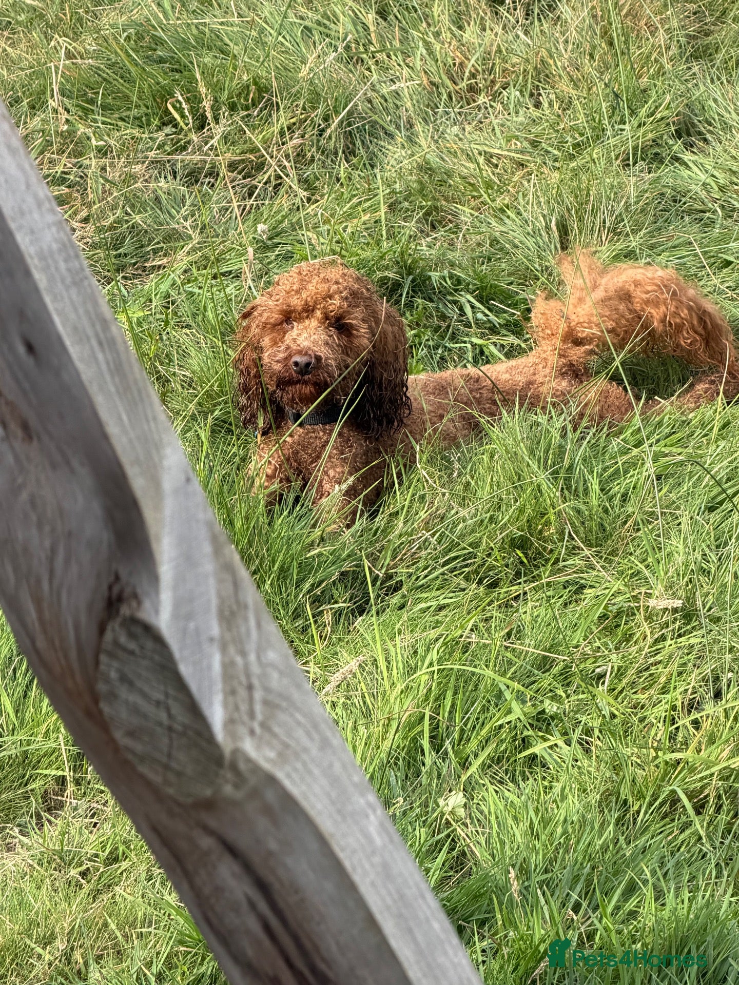 Toy Poodle dogs Stunning Red KC Toy Poodle Carlos for stud  - Advert 19