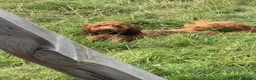 Toy Poodle dogs for stud: Stunning Red KC Toy Poodle Carlos for stud  - Advert 13