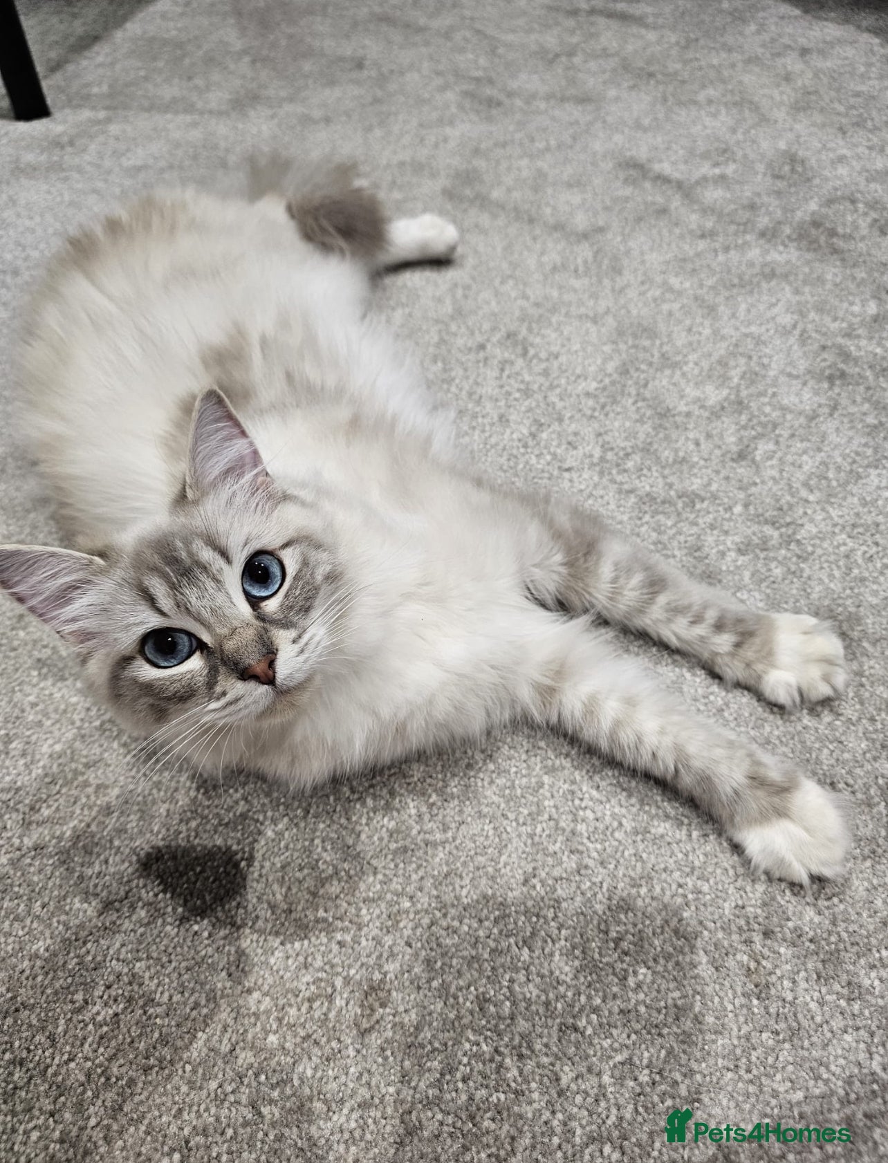 Ragdoll cats BEAUTIFUL QUEEN BLUE LYNX MITTED RAGDOLL FOR SALE - Advert 13