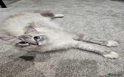 Ragdoll cats for sale: BEAUTIFUL QUEEN BLUE LYNX MITTED RAGDOLL FOR SALE - Image 1