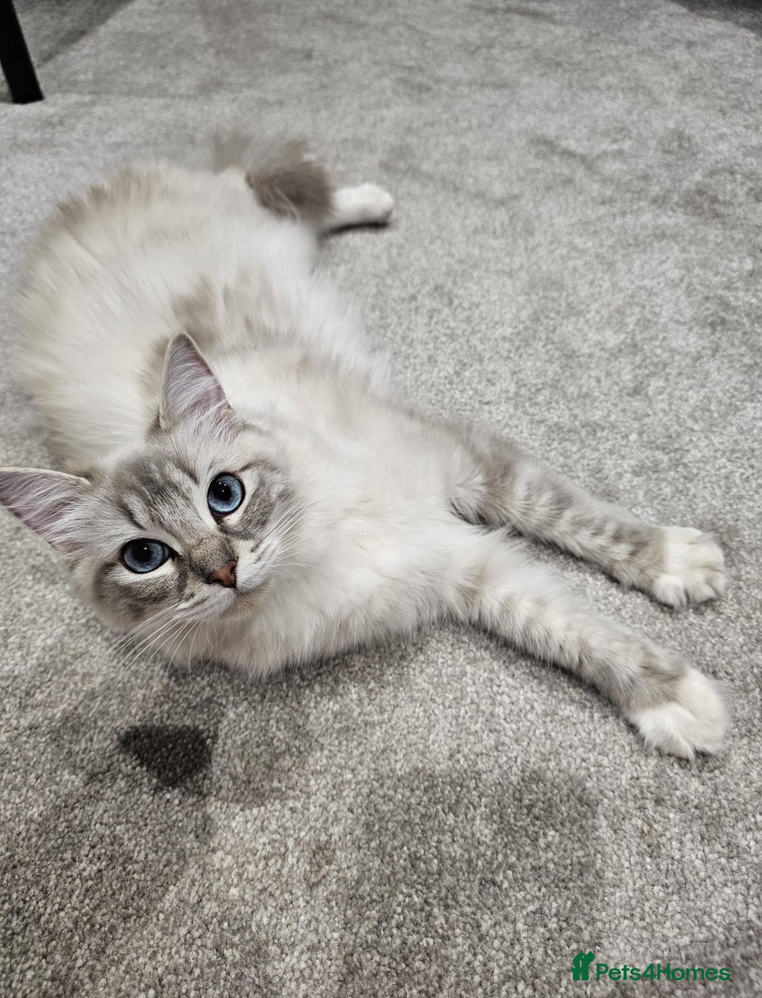 Ragdoll cats for sale: BEAUTIFUL QUEEN BLUE LYNX MITTED RAGDOLL FOR SALE - Image 1