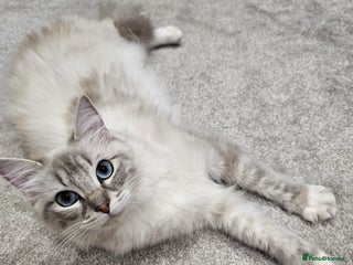 Ragdoll cats BEAUTIFUL QUEEN BLUE LYNX MITTED RAGDOLL FOR SALE - Advert 3