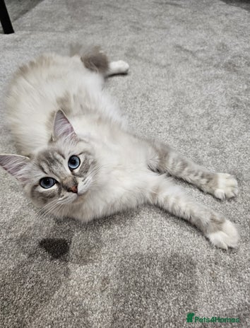 Ragdoll cats - Advert 2