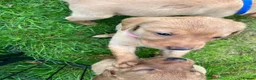 Labrador Retriever dogs for sale: KC fox red puppies - Advert 10