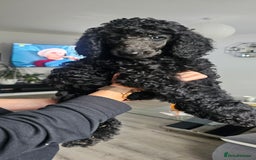 Standard Poodle dogs for sale: Last 3 Boys! KC standard poodle for sale ! - Image 12