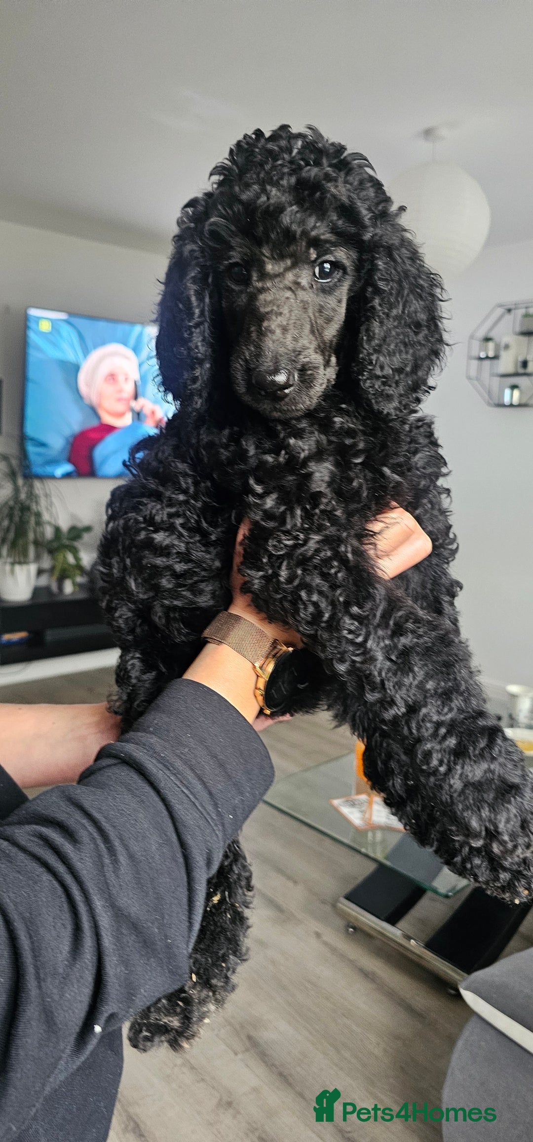 Standard Poodle dogs for sale: Last 3 Boys! KC standard poodle for sale ! - Image 12