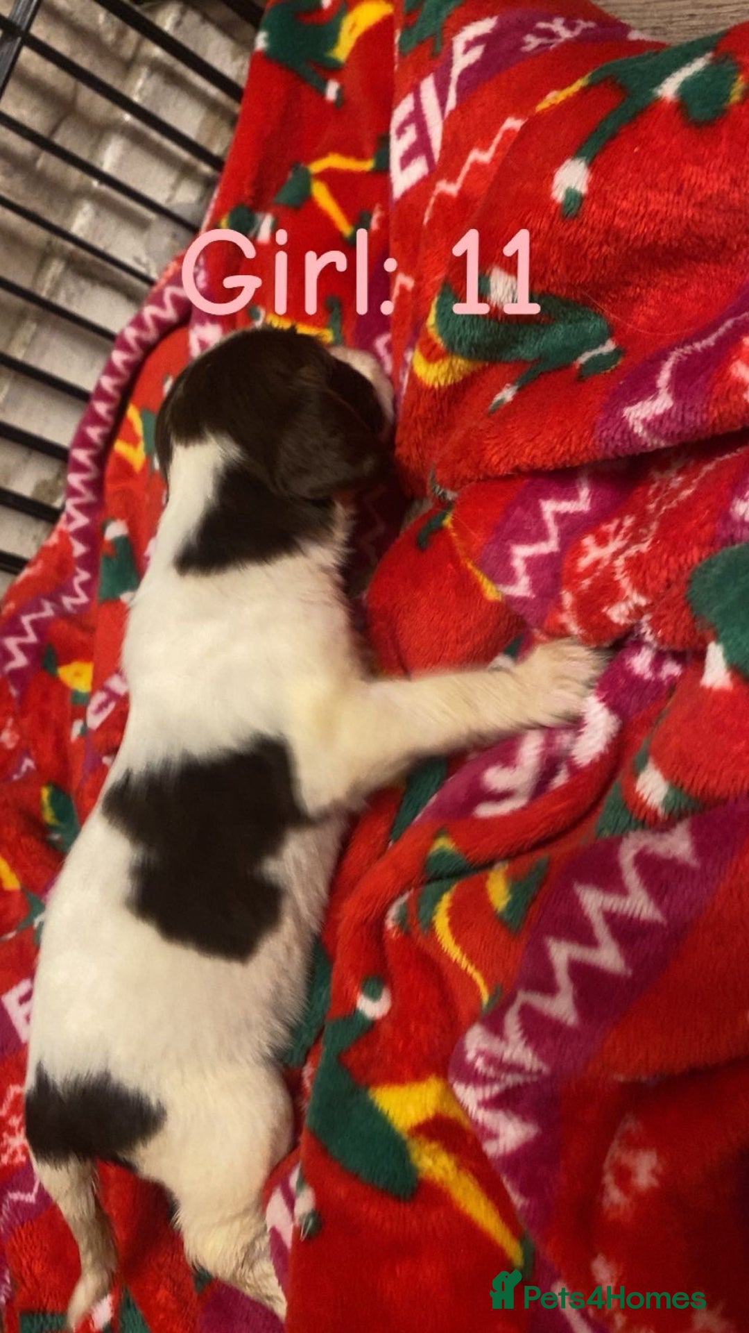 English Springer Spaniel dogs for sale: Beautiful litter of 11 springer spaniel puppies  - Advert 7