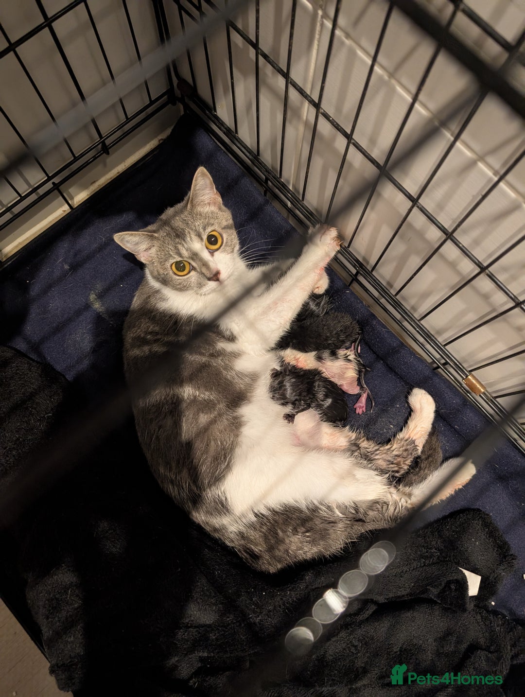 Mixed Breed cats for sale: Soft & Sweet Kittens 🩷💙 - Image 7