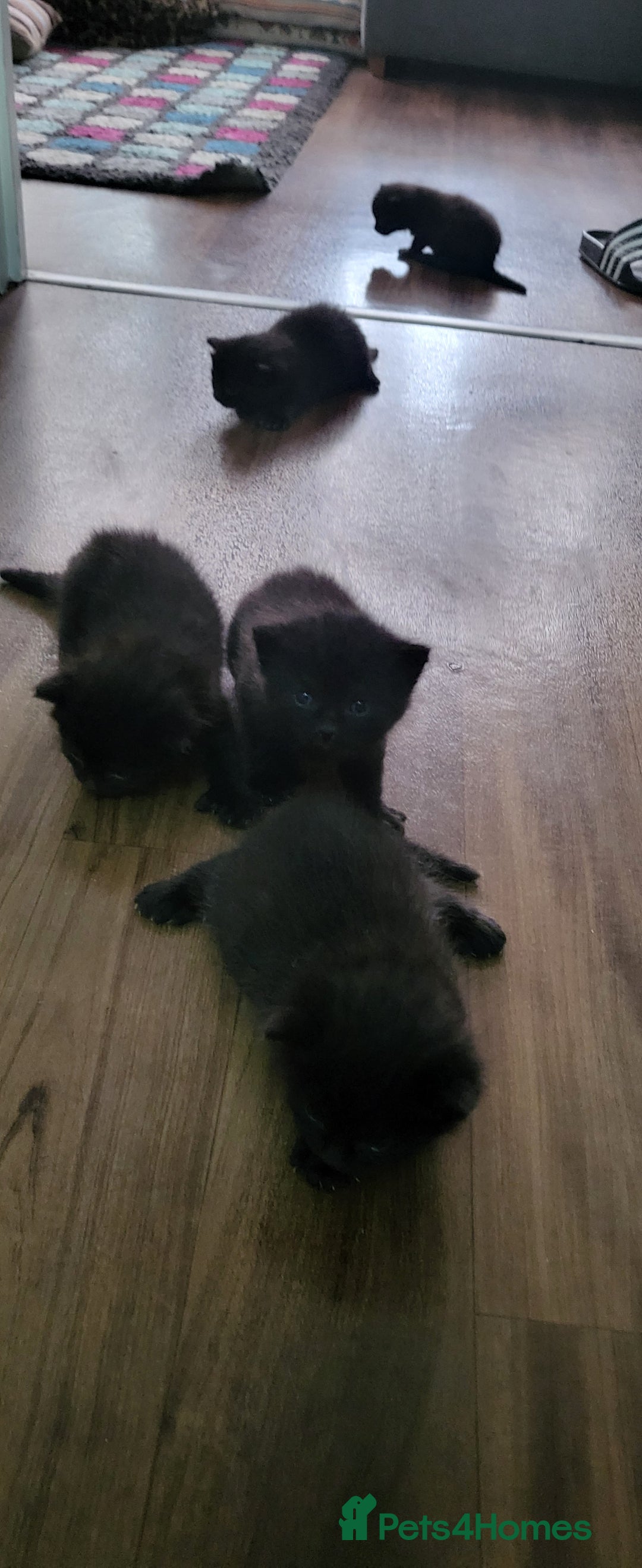 Ragdoll cats for sale: Kittens for sale - Image 6