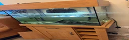 Turtle reptiles for sale: Musk turtle and whole set up! in Luton - Advert 2