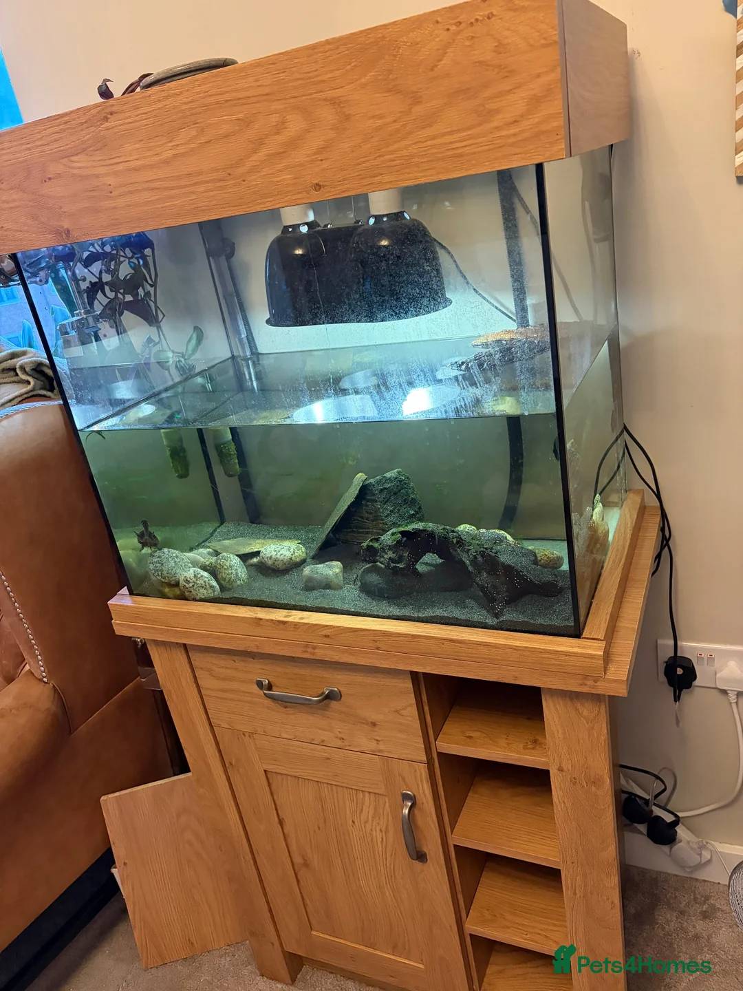 Turtle reptiles for sale: Musk turtle and whole set up! in Luton - Advert 2