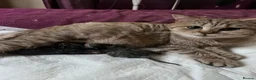 British Shorthair cats for sale: Gccf male British Shorthair kitten  - Advert 14