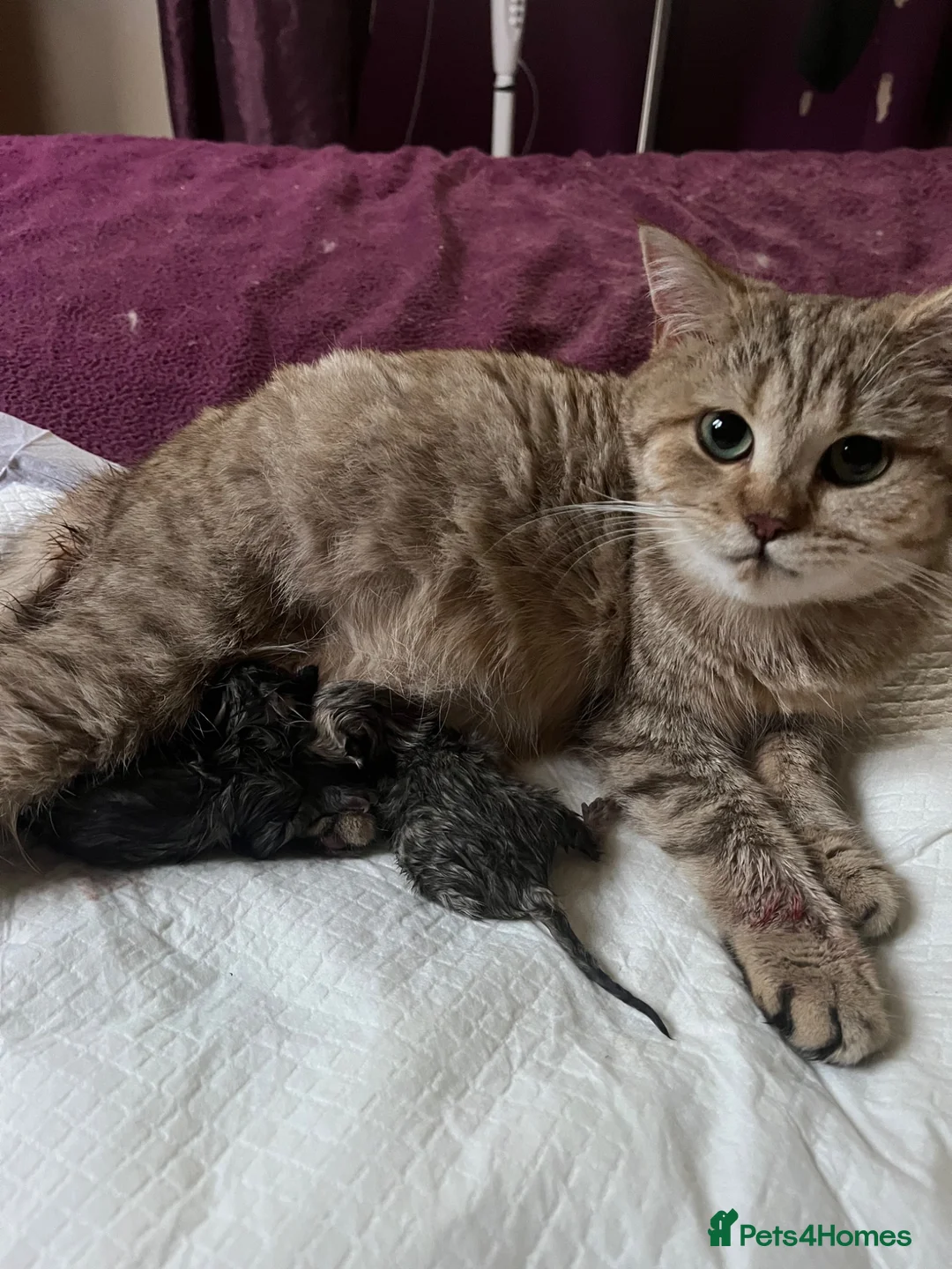 British Shorthair cats for sale: Gccf male British Shorthair kitten  - Advert 14