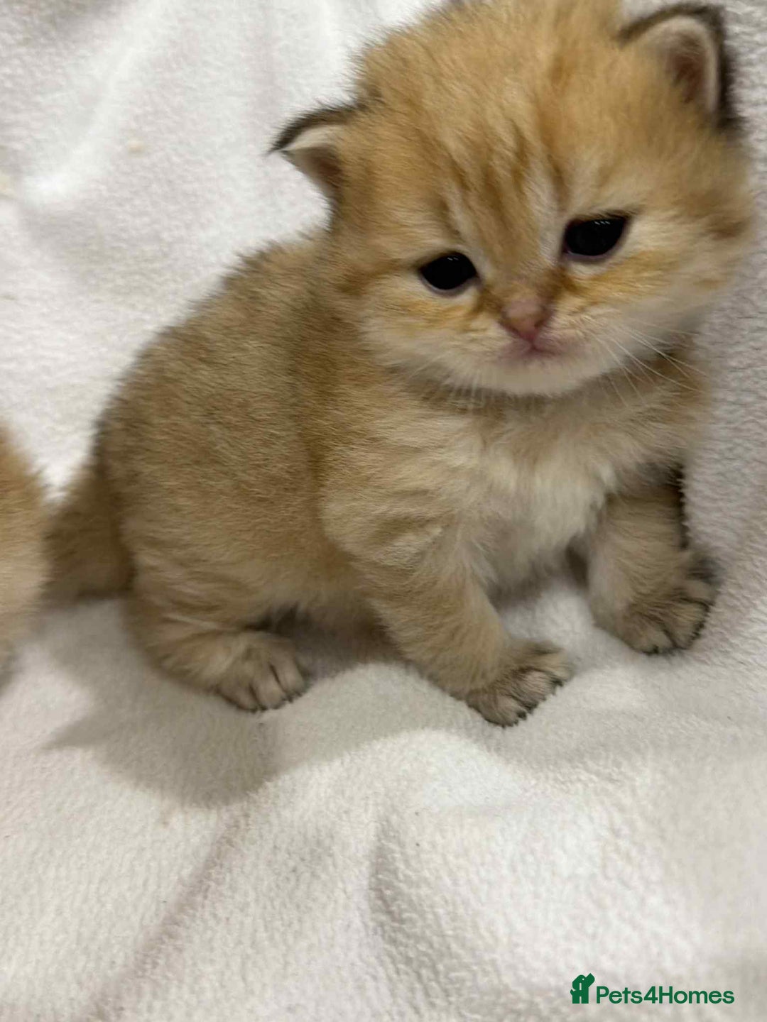 British Longhair cats for sale: ⭐️STUNNING GOLDEN BRITISH LONGHAIR TICA KITTENS⭐️ - Advert 13