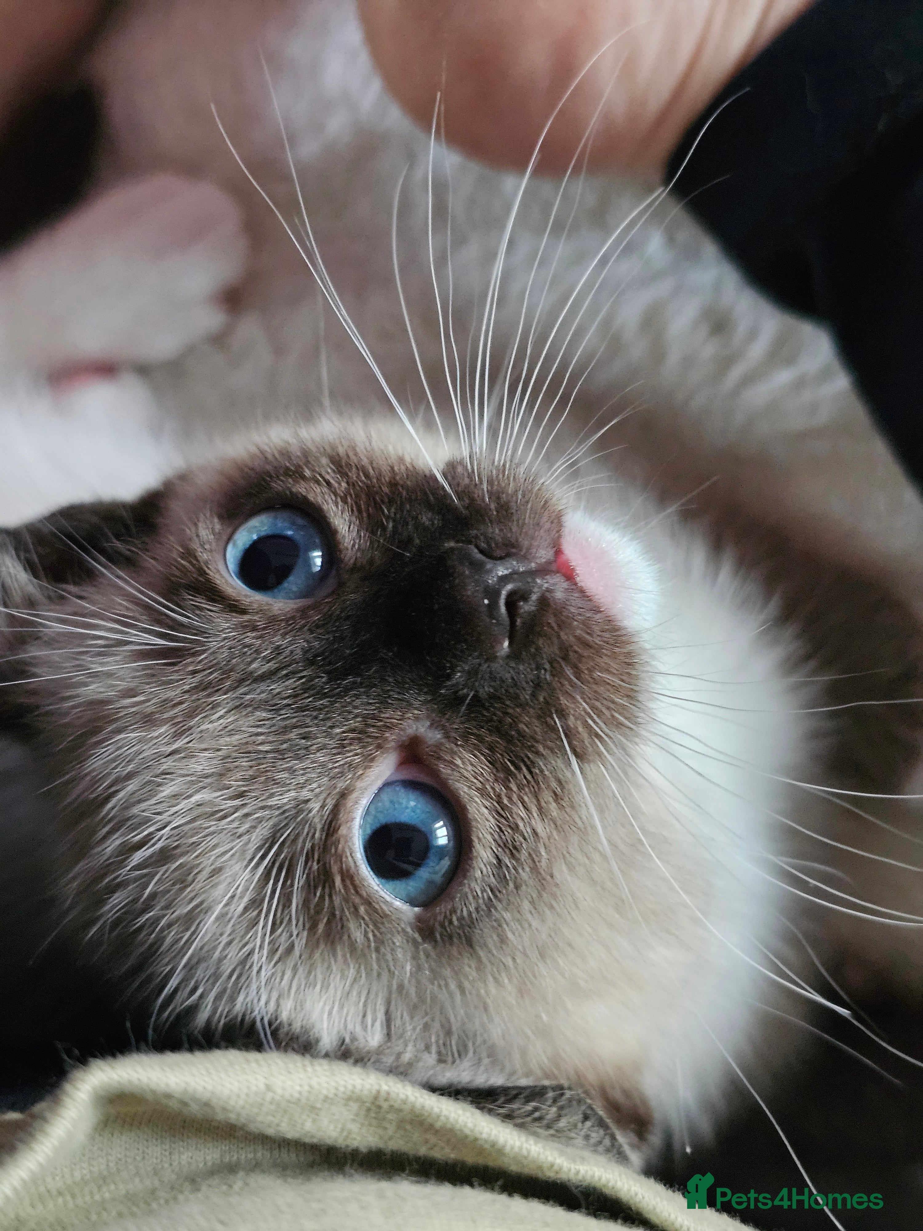 Ragdoll cats Soo cudly and playfull, two litters! - Advert 4