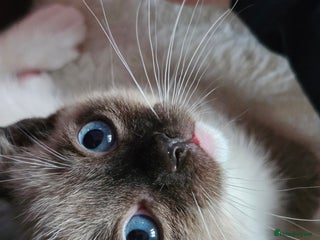 Ragdoll cats Soo cudly and playfull, two litters! - Advert 4