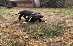 Mixed Breed dogs for sale: 3 BOYS LEFT - American Staffordshire bull terriers - Image 17