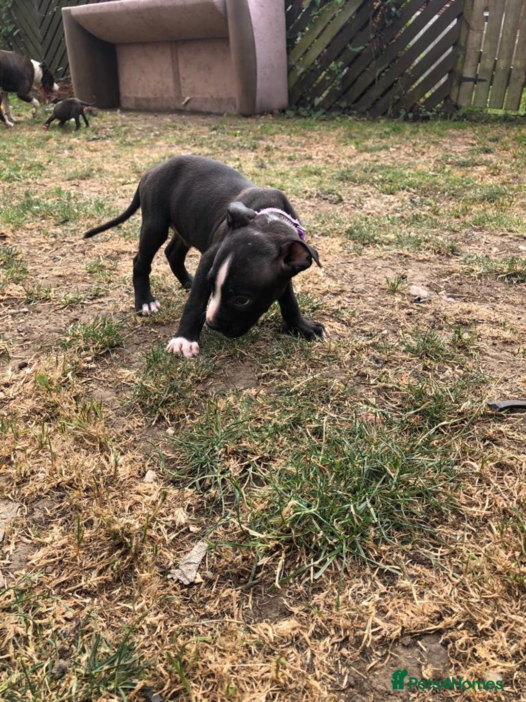Mixed Breed dogs for sale: 3 BOYS LEFT - American Staffordshire bull terriers - Image 17