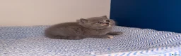 British Shorthair cats for sale: GCCF REGISTERED BRITISH SHORTHAIRS  - Advert 9