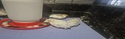 Quail poultry for sale: Mixed button quail  - Advert 3