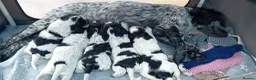 Cocker Spaniel dogs for sale: Stunning Blue Roan Working Cocker Spaniel Puppies in Rugby - Advert 17