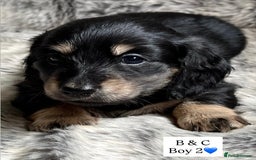 Miniature Dachshund dogs for sale: LONGHAIRED MINIATURE CREAM PUPPIES🐾🩵 - Image 7