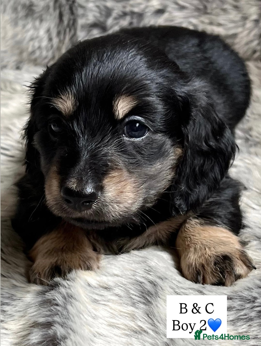 Miniature Dachshund dogs for sale: LONGHAIRED MINIATURE CREAM PUPPIES🐾🩵 - Image 7