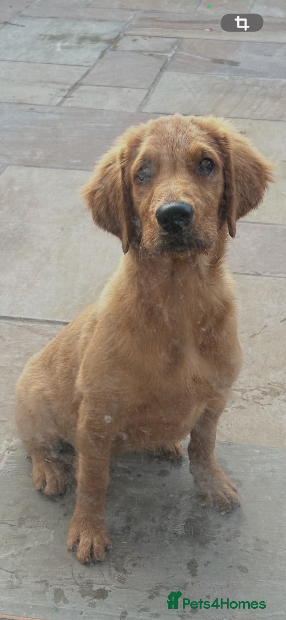 Golden Retriever dogs Quality KC Registered Golden Retriever Puppies - Advert 1
