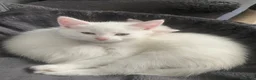 Maine Coon cats for sale: 4 stunning kittens  - Advert 18