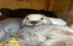Mini Lop rabbits for sale: Beautiful mini lop bucks and does available  - Image 9