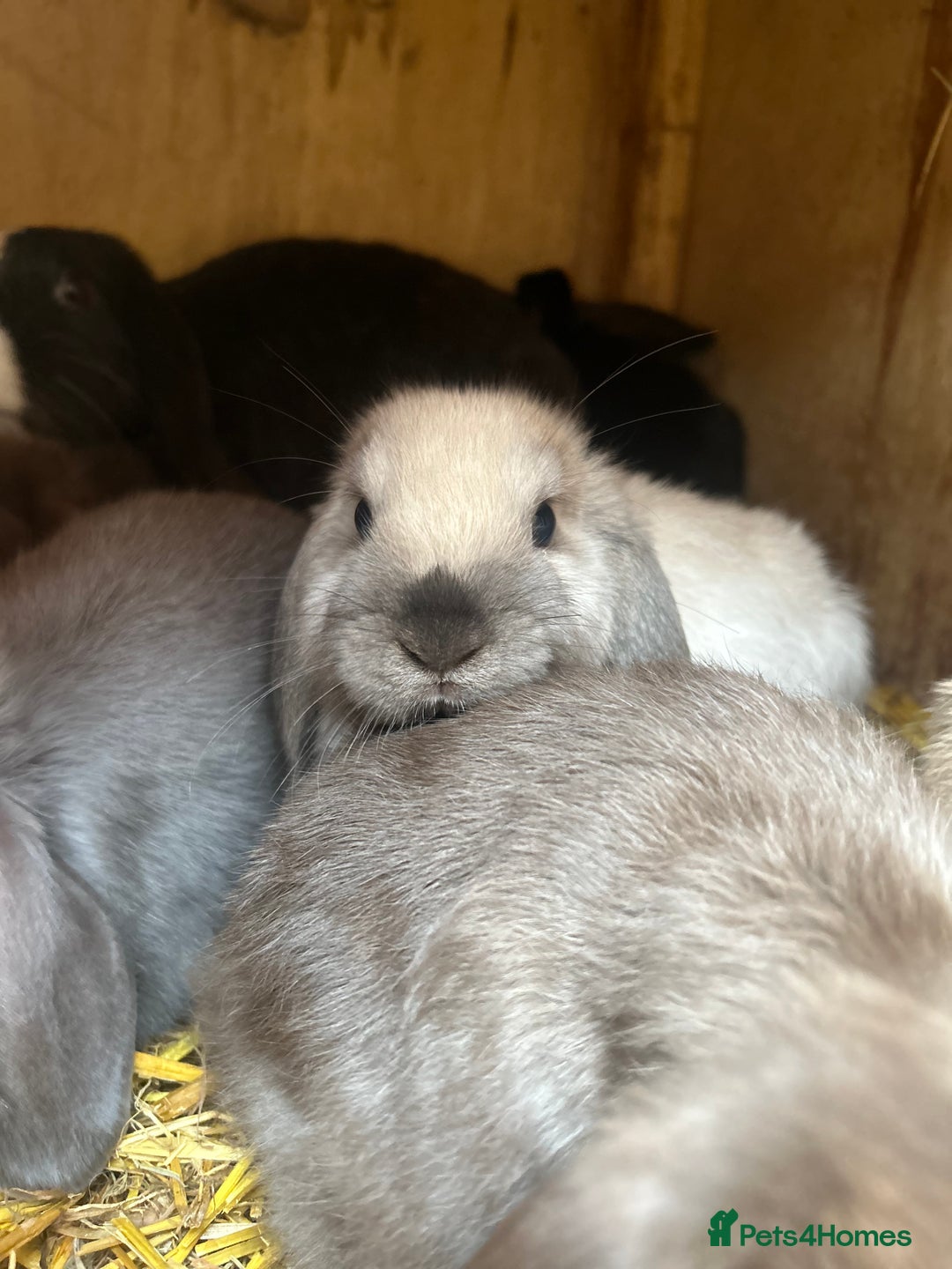 Mini Lop rabbits for sale: Beautiful mini lop bucks and does available  - Image 9