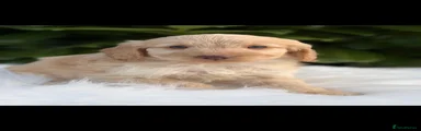 Cockapoo 3