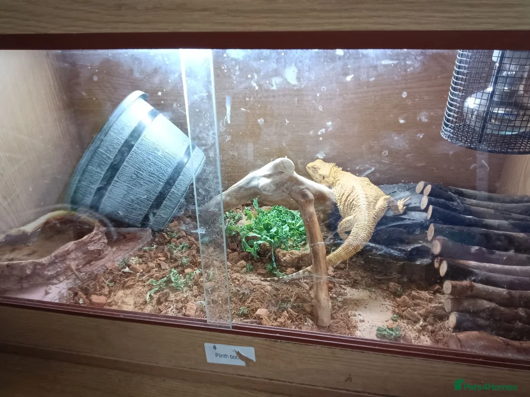 Bearded Dragon reptiles for sale: Bearded dragon 4ft tank lights and thermostat  in Telford - Advert 2