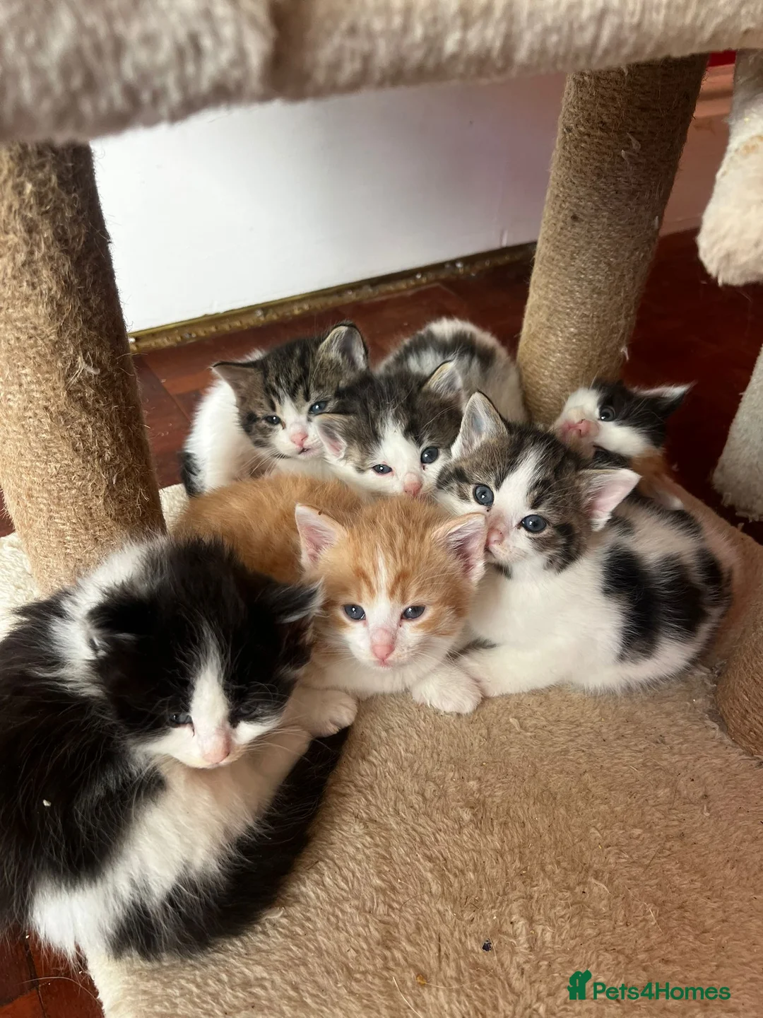 Mixed Breed cats for sale: Last Female Tabby Kitten Left - Chulmleigh - Advert 3