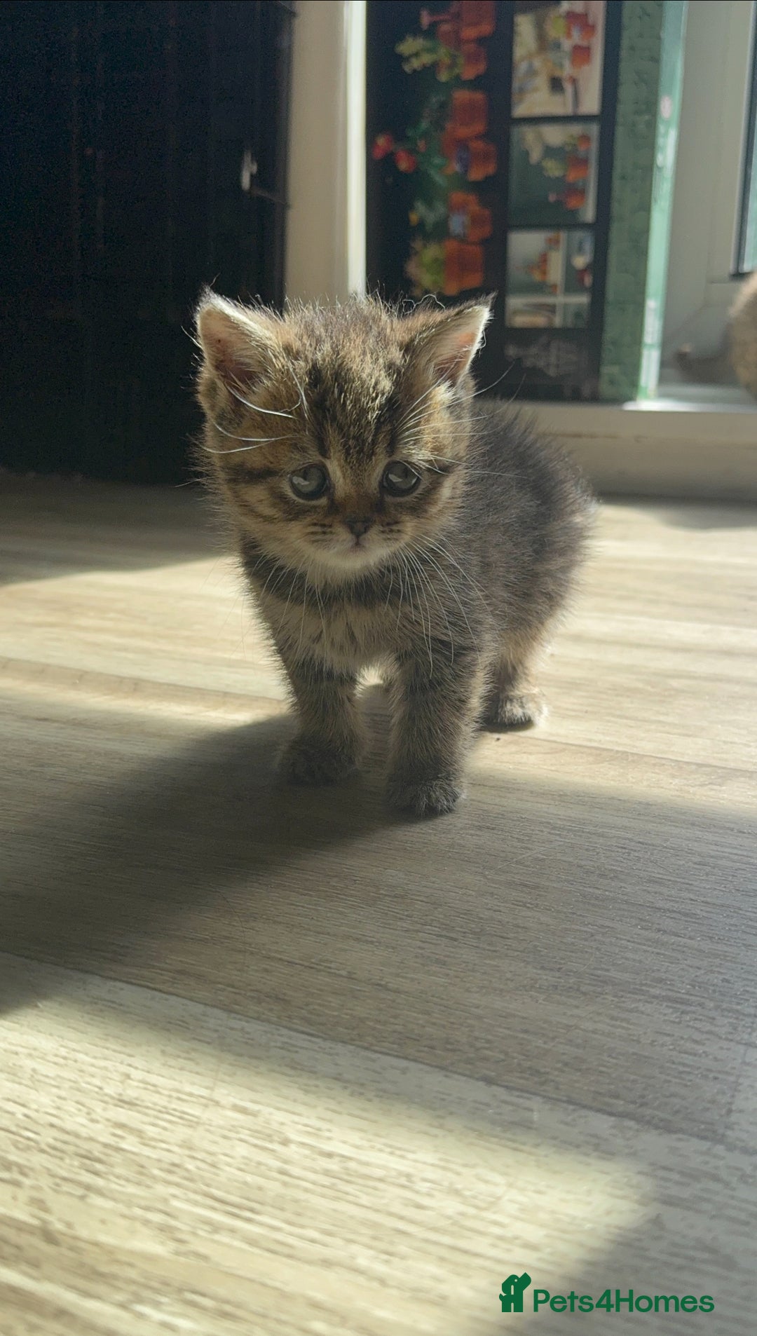 British Shorthair cats for sale: ✨Beautiful British Shorthair Kittens Ready now✨ - Image 8
