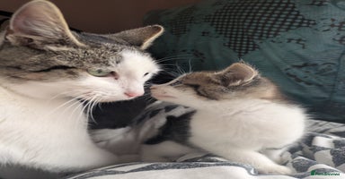 Mixed Breed cats - Advert 15