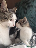 Mixed Breed cats - Advert 2