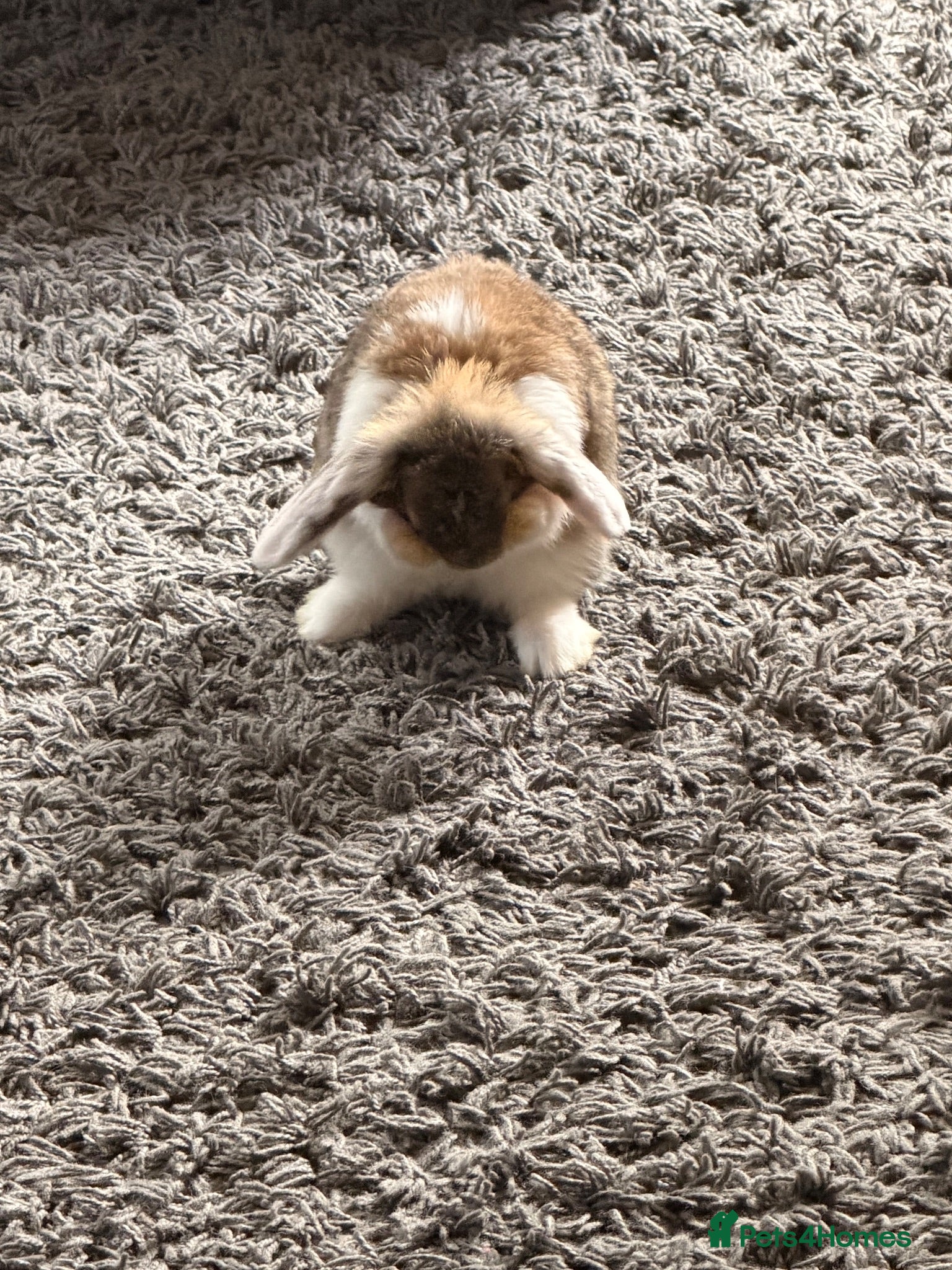 Mini Lop rabbits Mini lops - Advert 1