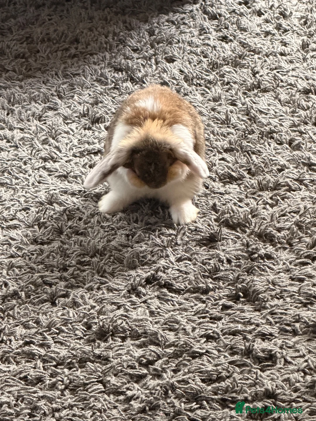 Mini Lop rabbits for sale: Mini lops - Advert 1